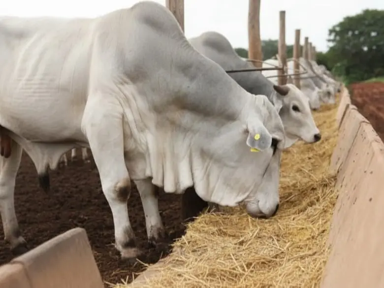 Nutrição Animal